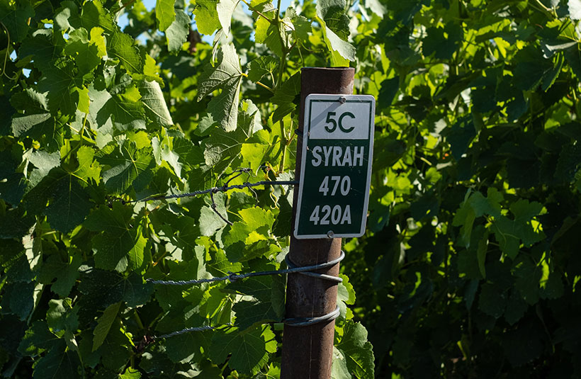 Conheça a Uva Syrah e a Uva Tempranillo: 1001 cepas